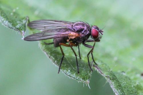 Réf. 232 501 : Helina sp.